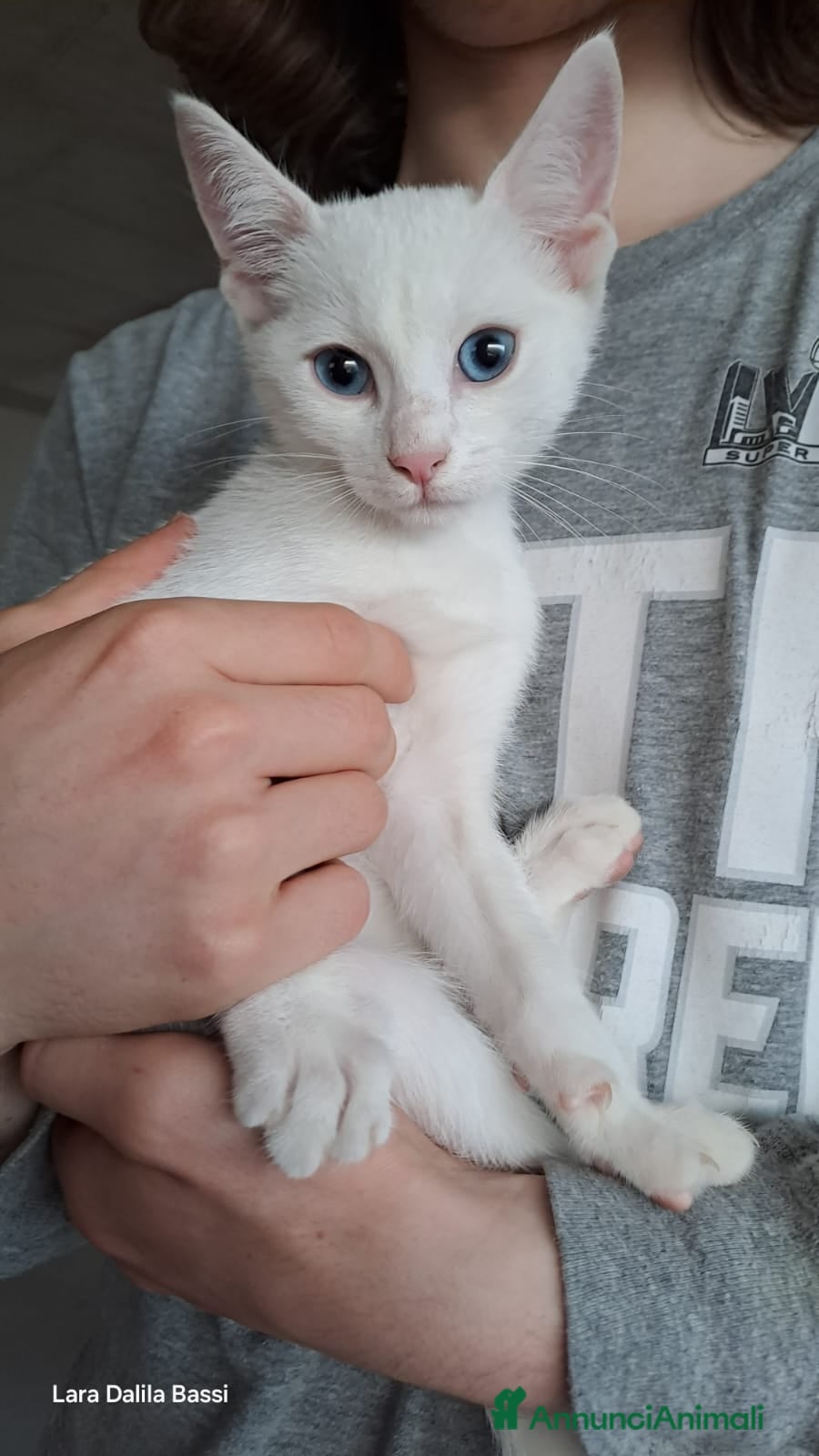 Meticcio gatti Micino bianco cerca casa - Annuncio 3