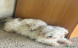Maltese cani in vendita: Cuccioli maltese a Provincia di Frosinone - Immagine 1