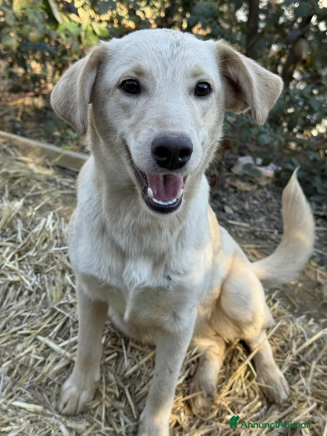 Meticcio cani in regalo: GANA, cucciola estremamente dolce! Simil Labrador - Annuncio 6