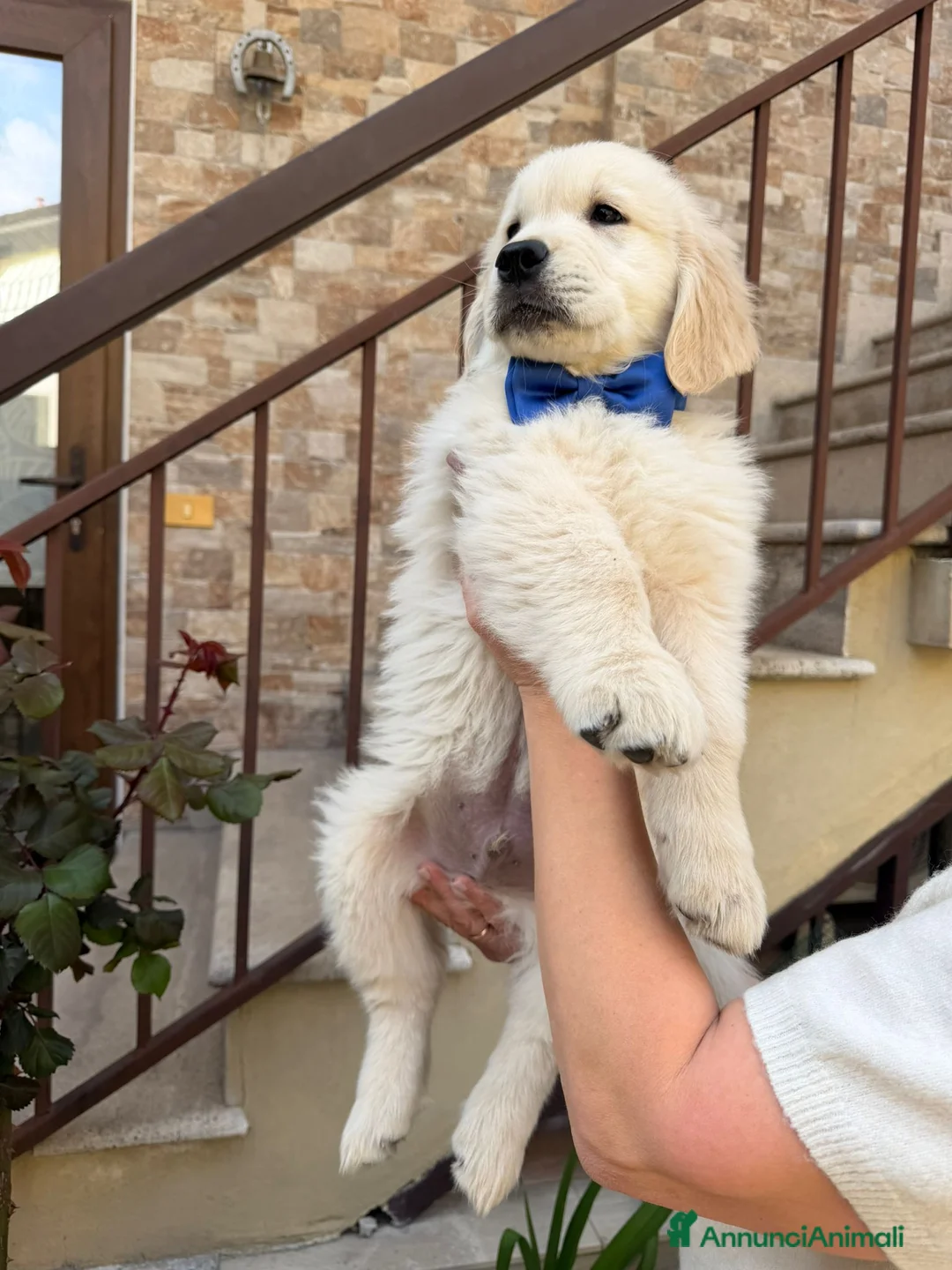 Golden Retriever cani in vendita: Golden Retriever Americano  a Provincia di Brescia - Annuncio 1