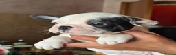 Bulldog Francese cani in vendita: Cuccioli di bulldog Francesce  a Provincia di Campobasso - Annuncio 10
