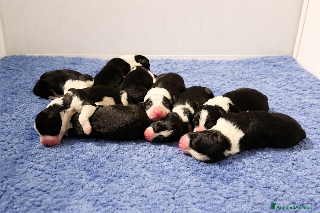 Border Collie cani in vendita: Border collie  - Annuncio 4