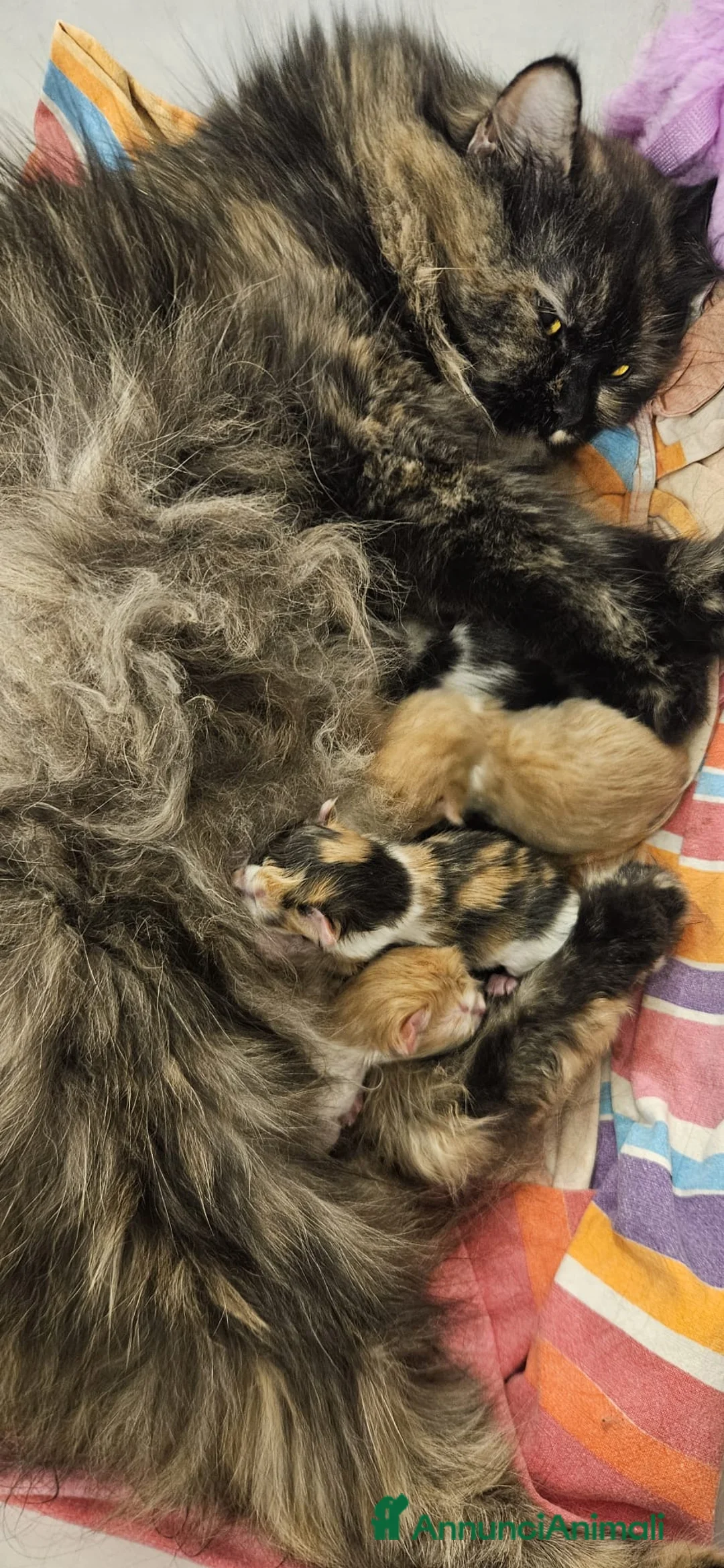 Persiano gatti in vendita: Cuccioli di gatto persiano - Annuncio 1