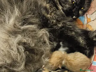 Persiano gatti Cuccioli di gatto persiano - Annuncio 1