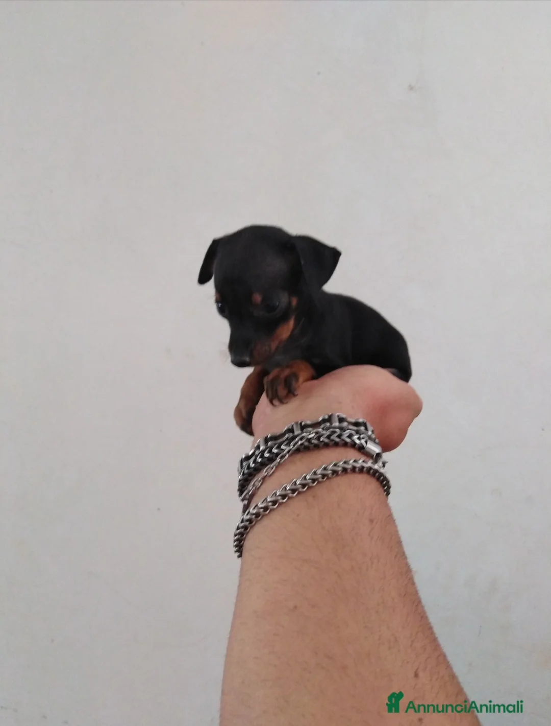 Pinscher Miniatura cani in vendita: Pinscher nani toy super cuccioli taglia piccola  - Annuncio 2