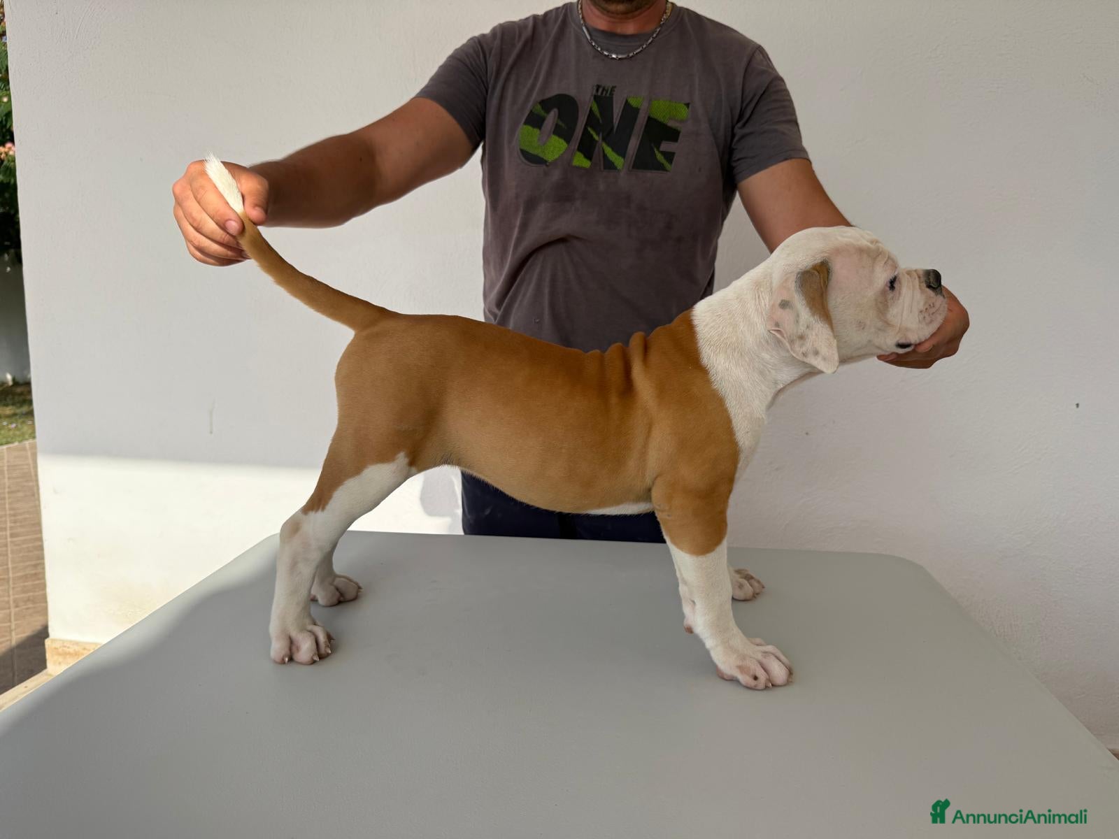 Bulldog cani Cucciolo American bulldog  - Annuncio 2
