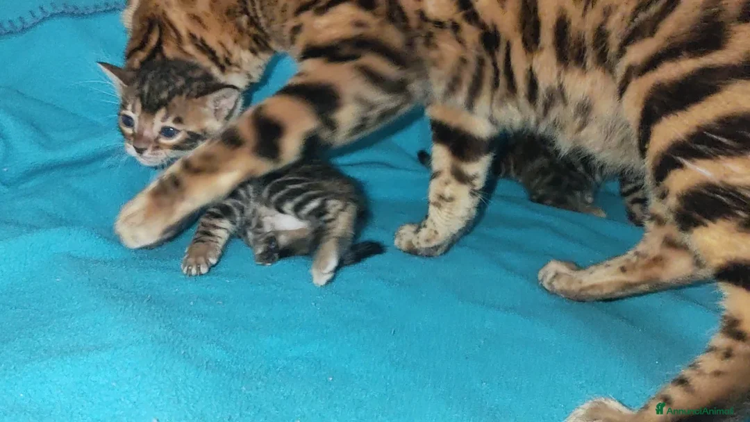 Bengala gatti in vendita: Gattina Bengala  - Annuncio 7
