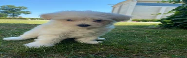 Maltese 4