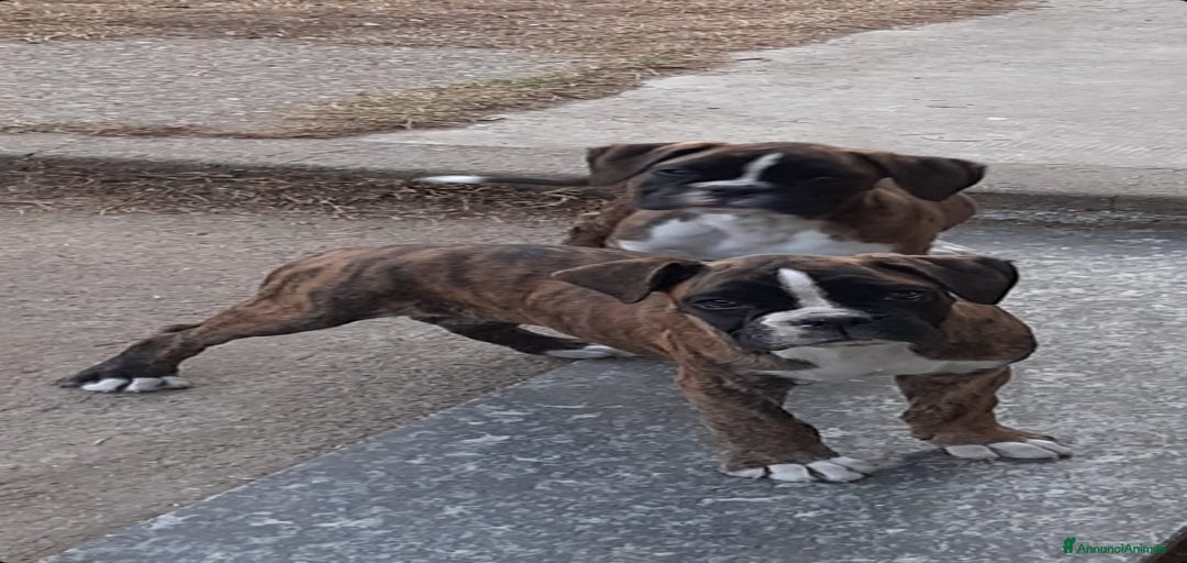 Immagine della galleria {{count}}