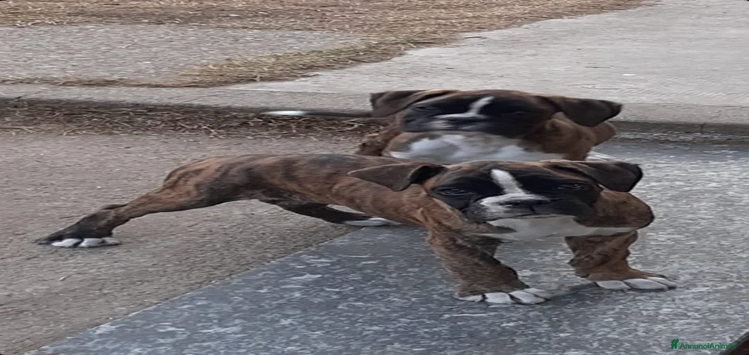 Immagine della galleria {{count}}