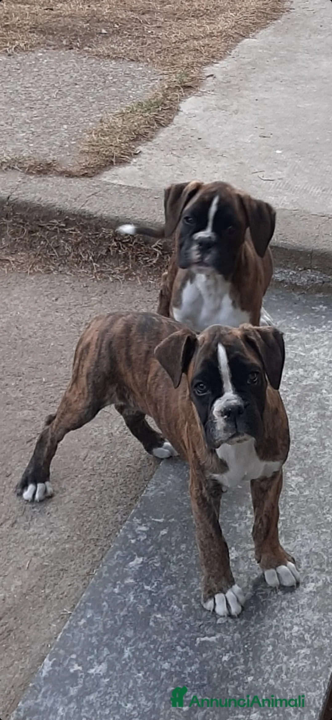 Immagine della galleria {{count}}