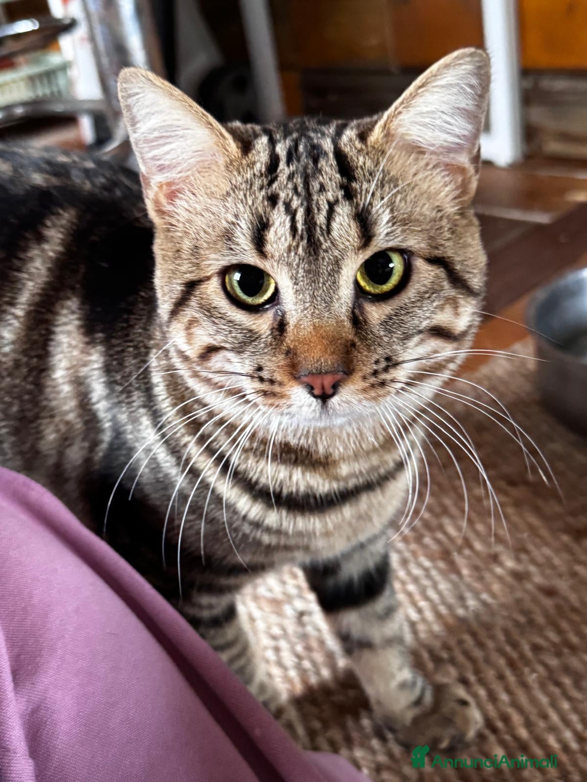 Meticcio gatti Gas .. - Annuncio 2