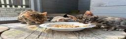 Bengala gatti in vendita: Cuccioli di Bengala - Annuncio 12