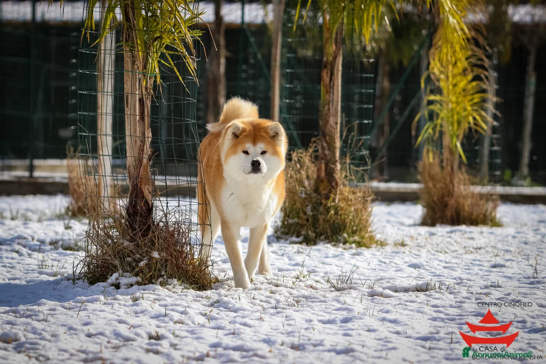 Immagine della galleria {{count}}