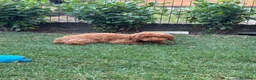 Meticcio cani in vendita: Barboncino Nano - Annuncio 11