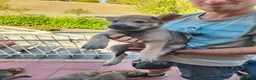 Lupo Cecoslovacco cani in vendita: Cane lupo cecoslovacco  a Città Metropolitana di Bologna - Annuncio 2