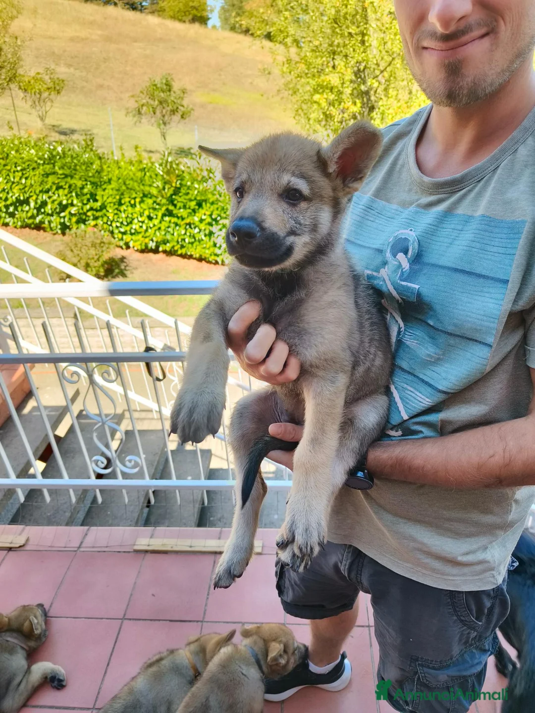 Lupo Cecoslovacco cani in vendita: Cane lupo cecoslovacco  a Città Metropolitana di Bologna - Annuncio 2