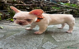 Bulldog Francese cani in vendita: Vendo Buldogg francese - Annuncio 2