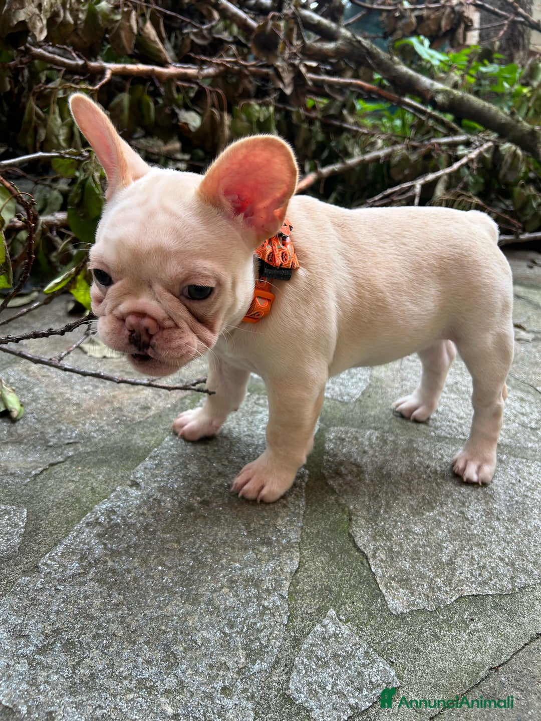 Bulldog Francese cani in vendita: Vendo Buldogg francese - Annuncio 2