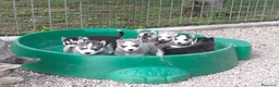 Husky cani in vendita: Cuccioli di siberian husky  - Annuncio 4