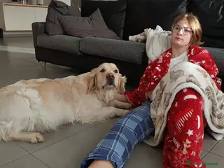 Golden Retriever cani Cuccioli di Golden retriever con pedigree a Provincia di Padova - Annuncio 1