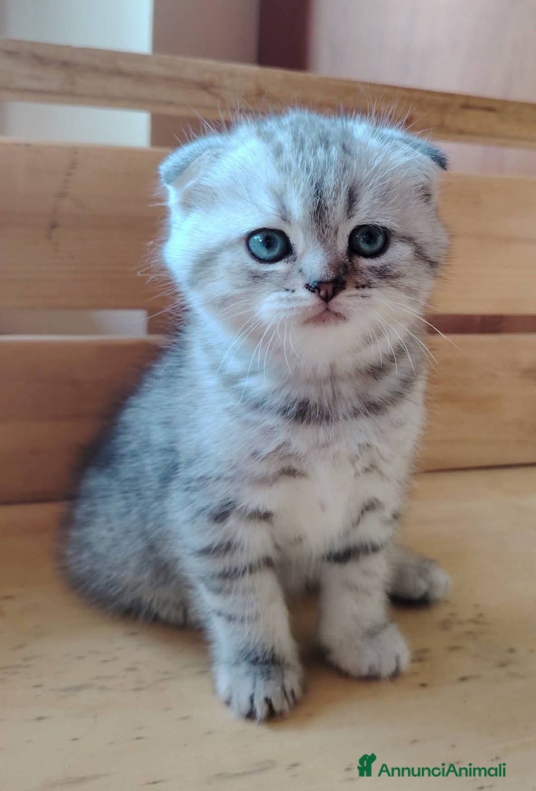 Scottish gatti in vendita: SCOTTISH FOLD E STRAIGHT CON PEDIGREE APERTO a Provincia di Bergamo - Immagine 2