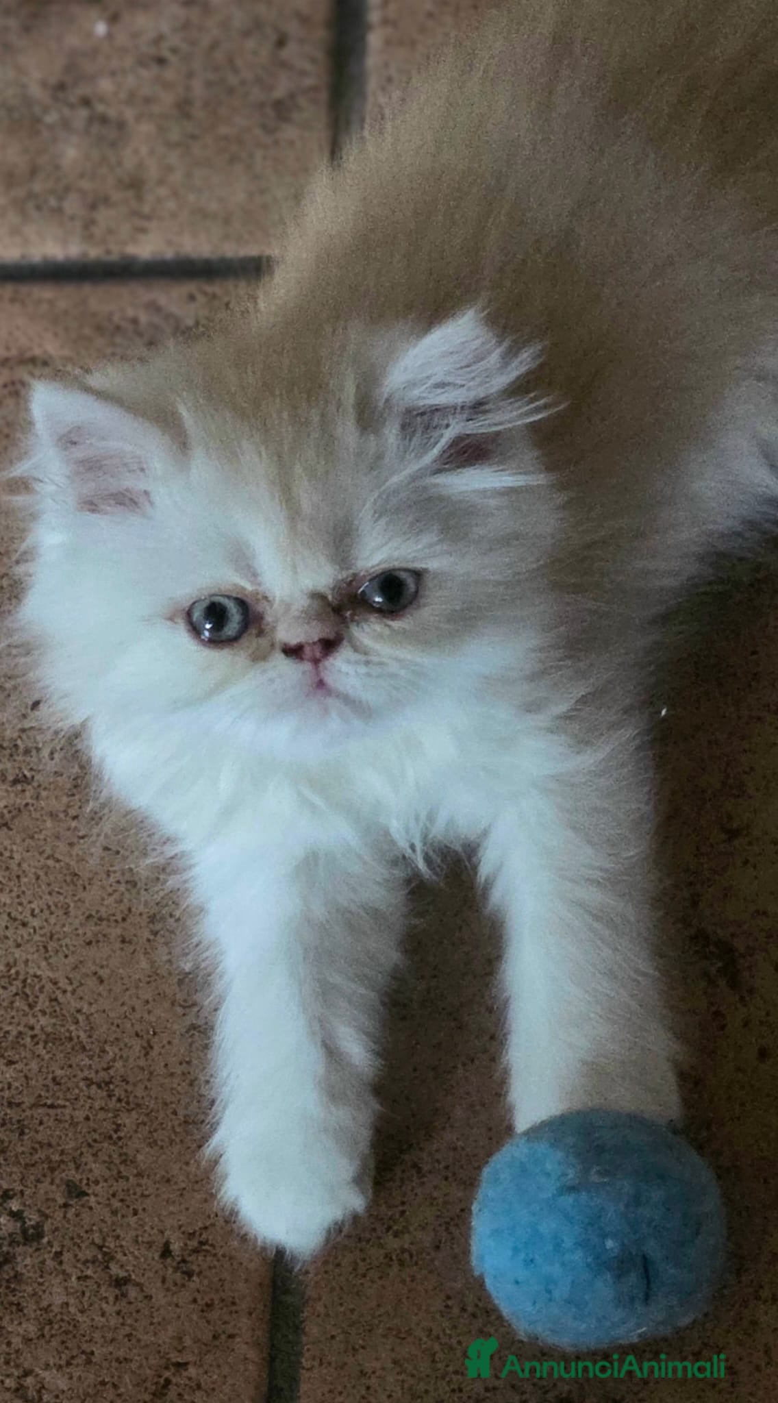 Persiano gatti Cuccioli gatto persiano  - Annuncio 6
