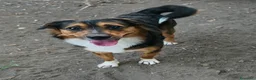Meticcio cani in regalo: jack cucciolo tenerissimo - Annuncio 7