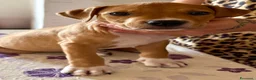 American Staffordshire cani in vendita: Cucciolo Amstaff  - Annuncio 3