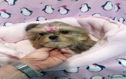 Meticcio cani in vendita: Shorkie cuccioli - Yorkshire e Shih Tzu a Province of Rovigo - Immagine 2