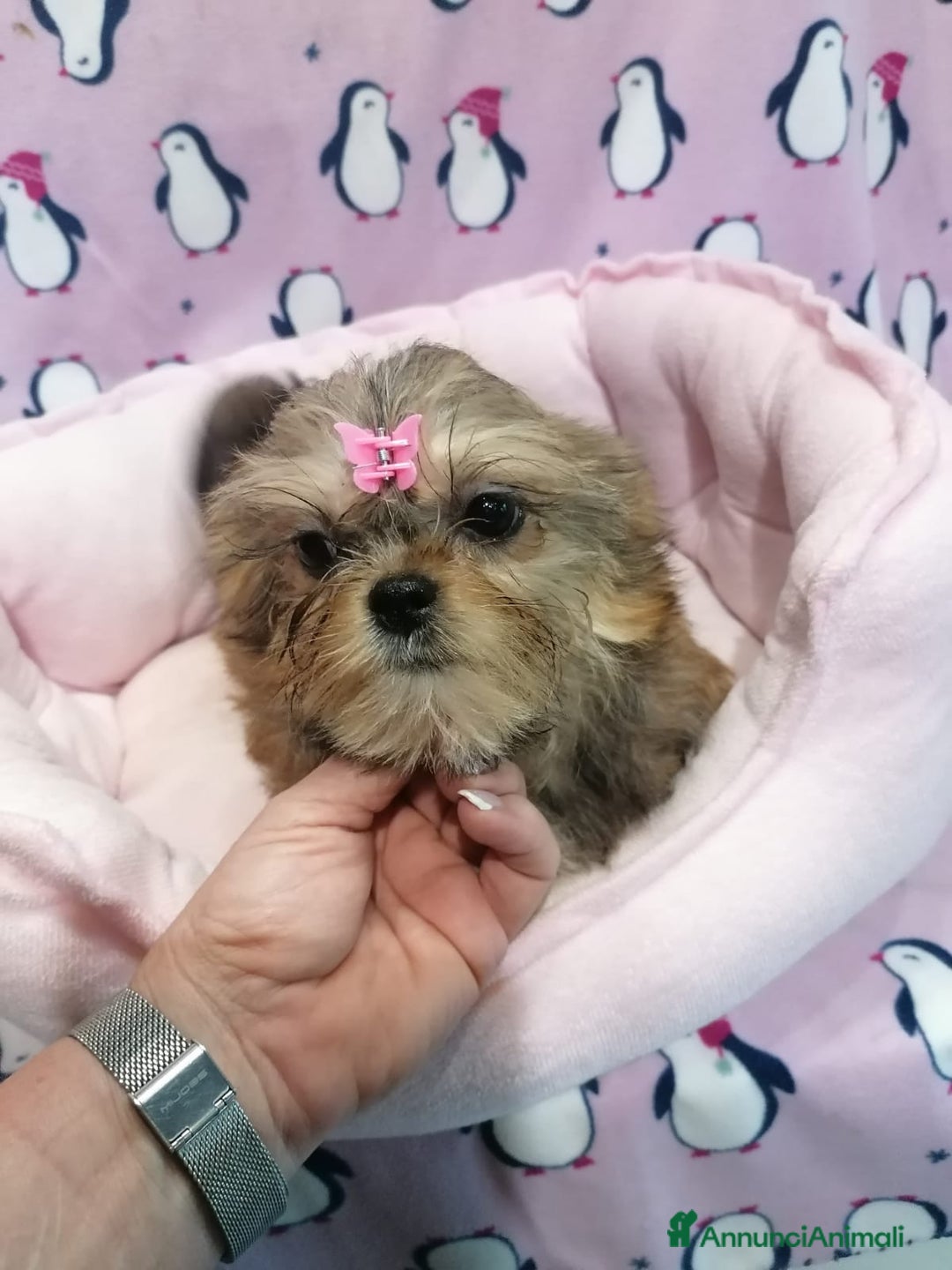 Meticcio cani in vendita: Shorkie cuccioli - Yorkshire e Shih Tzu a Province of Rovigo - Immagine 2