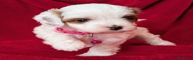 Cavapoo 5