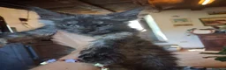 Maine Coon gatti in vendita: Maine coon gattini - Annuncio 9
