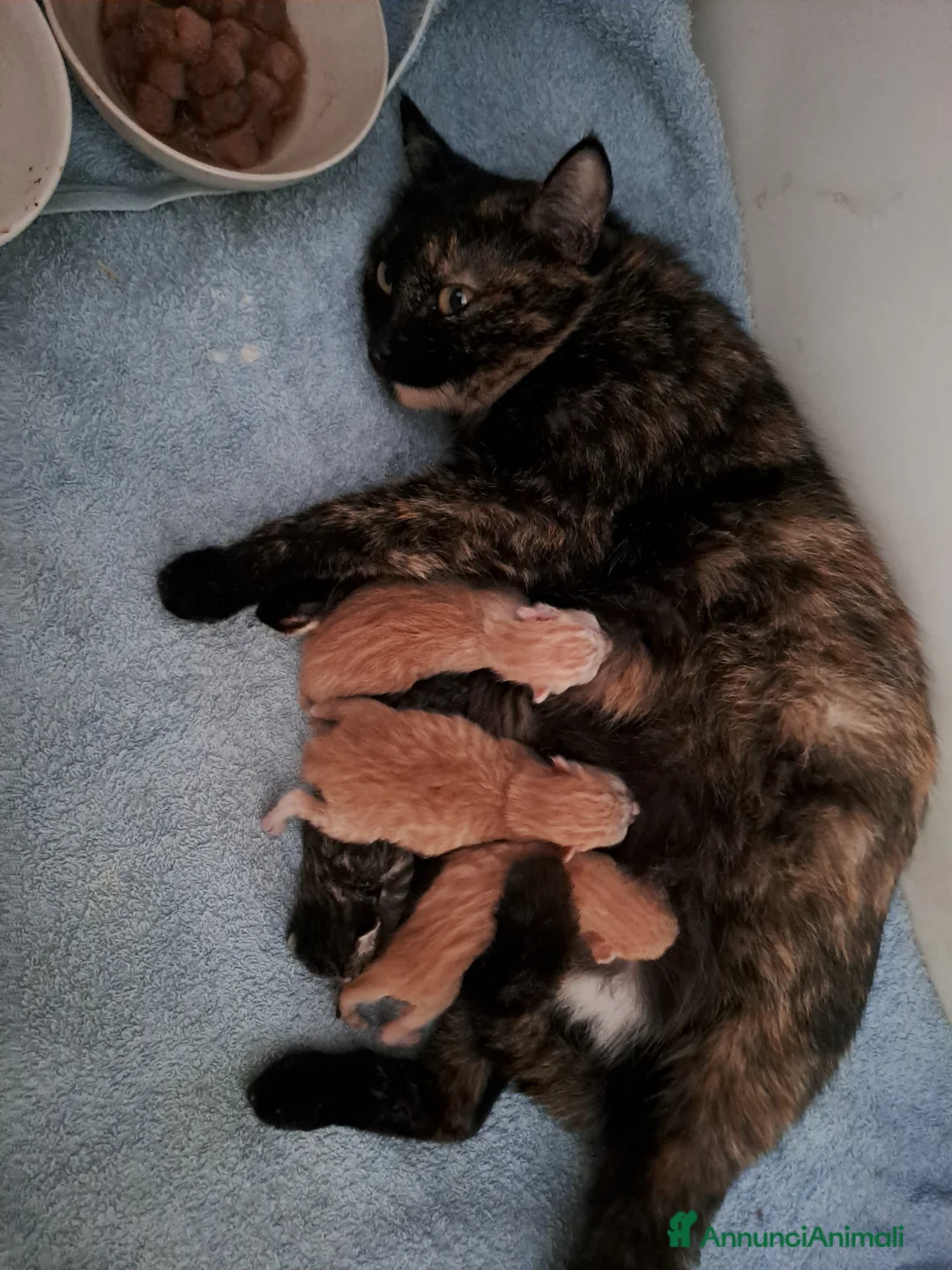 Meticcio gatti in regalo: Gattini dolcissimi cercano casa - Annuncio 4