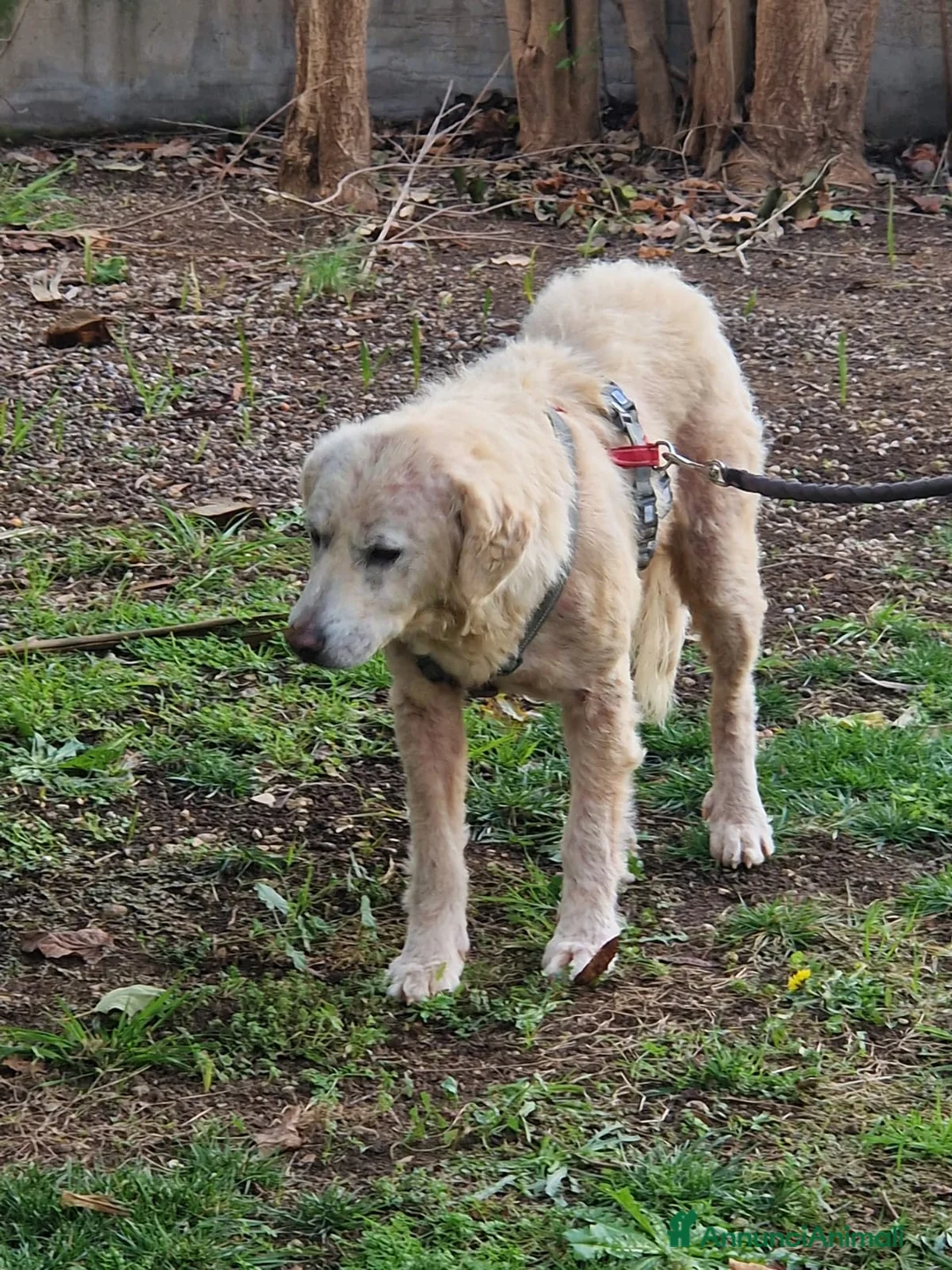 Meticcio cani in regalo: Cagnolona unica e speciale - Annuncio 4