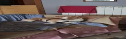 Meticcio cani in regalo: Lillina cerca casa - Annuncio 1