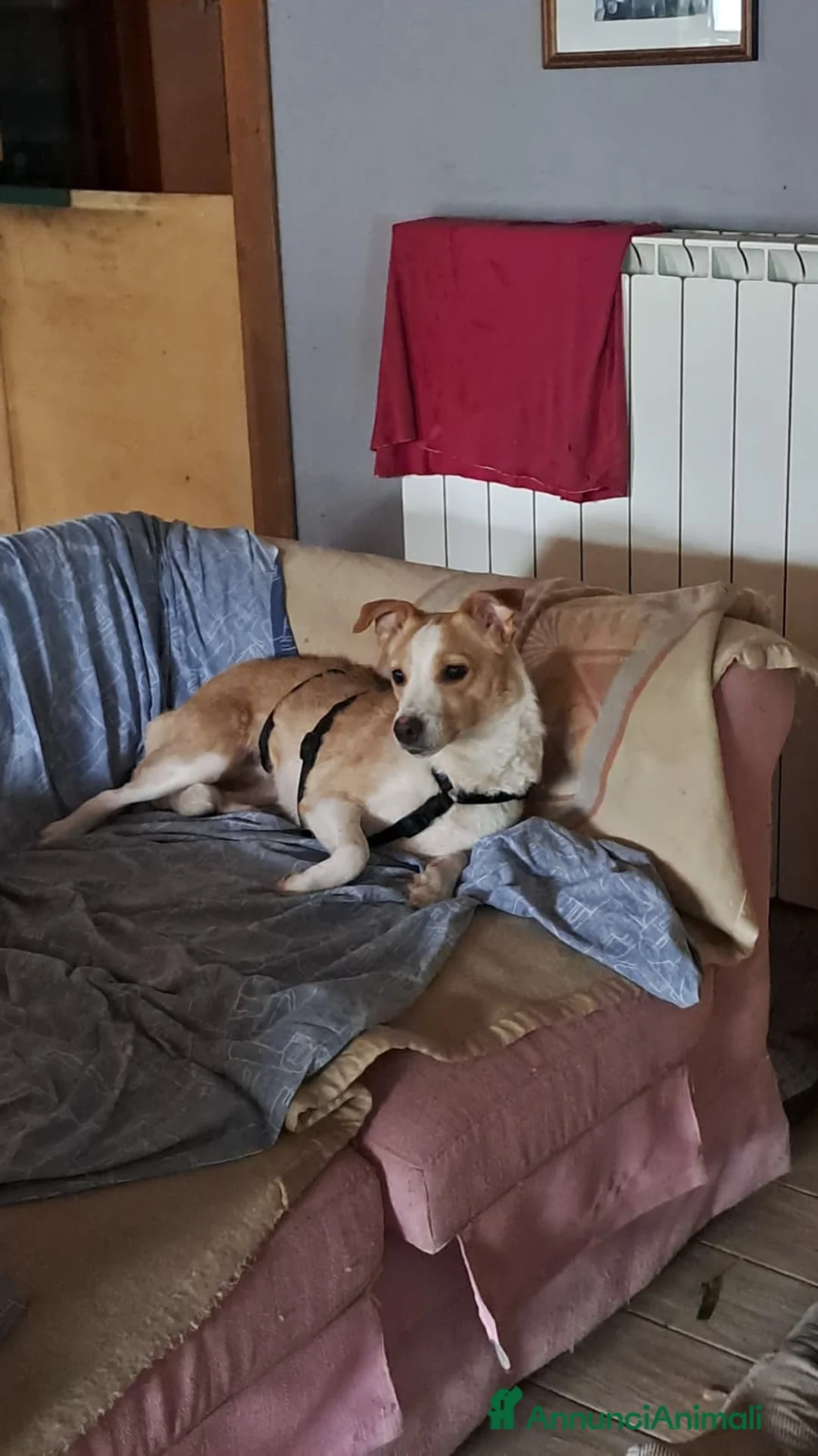 Meticcio cani in regalo: Lillina cerca casa - Annuncio 1