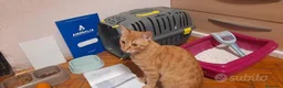 Meticcio gatti in regalo: Gattina bellissima in Regalo  a Provincia autonoma di Bolzano - Alto Adige - Annuncio 4