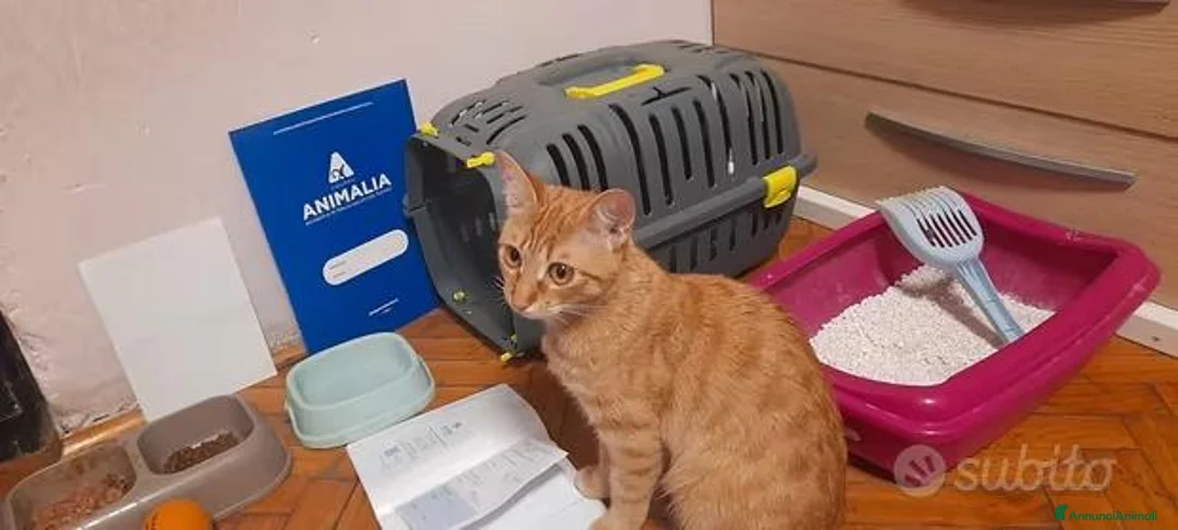 Meticcio gatti in regalo: Gattina bellissima in Regalo  a Provincia autonoma di Bolzano - Alto Adige - Annuncio 4