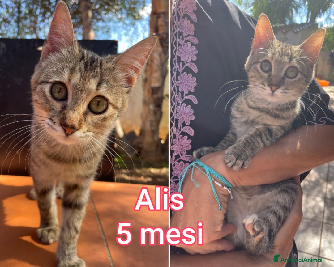 Europeo gatti in regalo: ADOZIONI URGENTI PER QUESTI GATTINI  - Annuncio 5