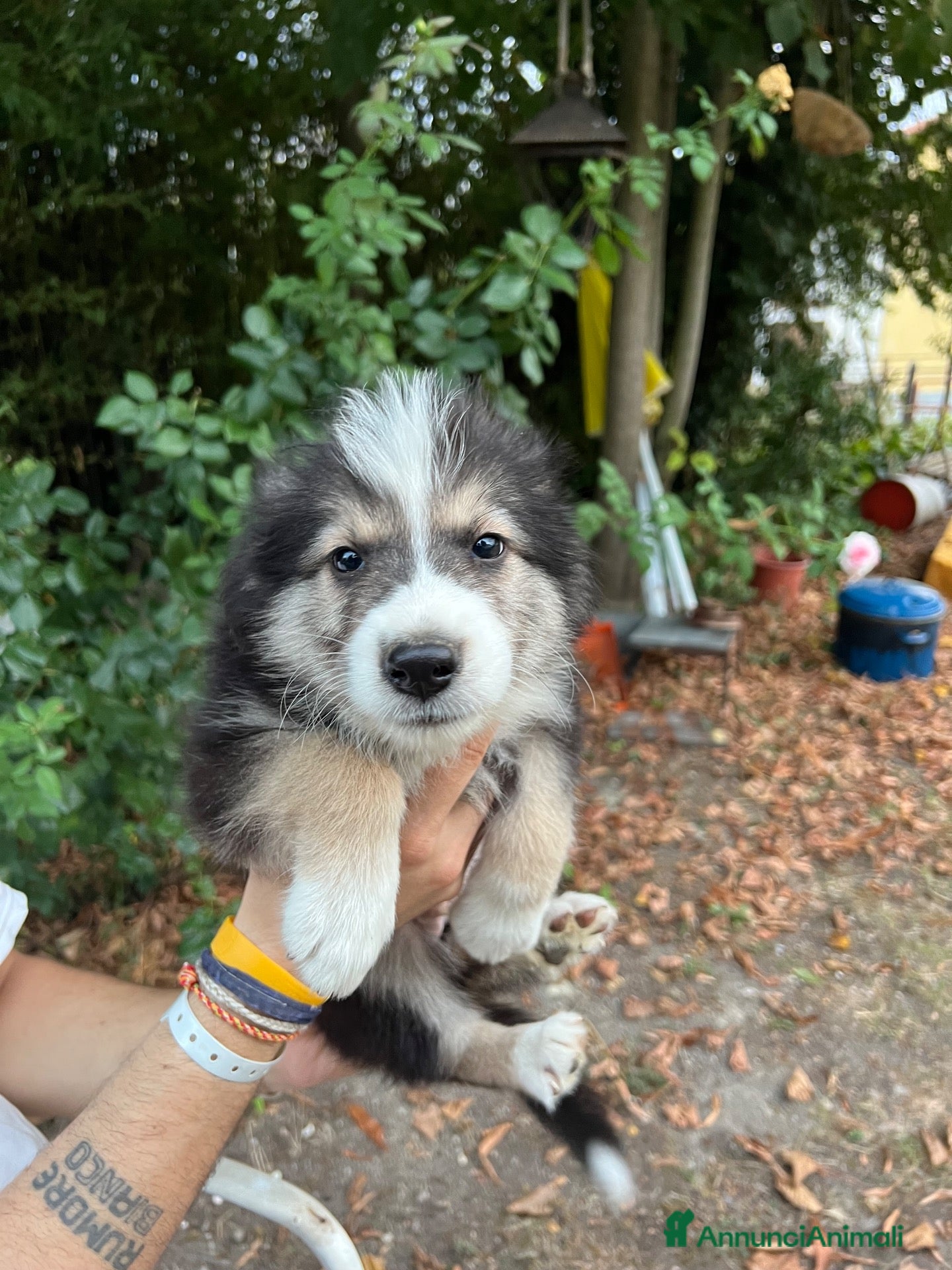 Australian Shepherd cani Cucciolo pastore aistraliano - Annuncio 4