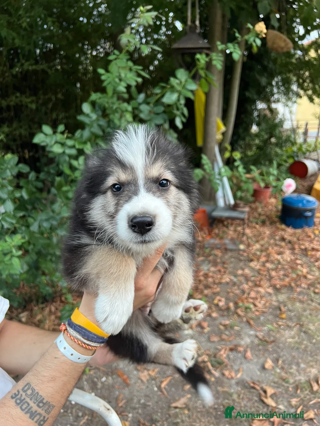 Australian Shepherd cani in vendita: Cucciolo pastore aistraliano - Annuncio 1