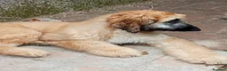 Levriero cani in vendita: BELLISSIMO CUCCIOLO LEVRIERO AFGANO a Provincia di Viterbo - Annuncio 5