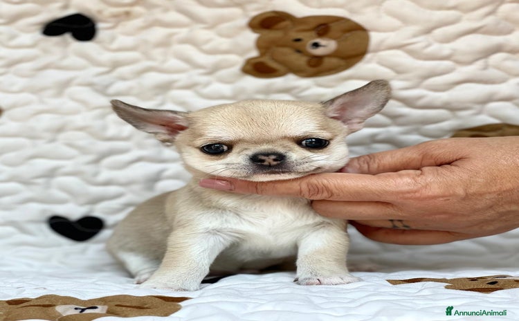 Chihuahua cani a Provincia di Rieti - Annuncio 8