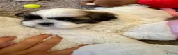 Shih Tzu cani in vendita: Schitzu il tuo batuffolo di gioia ti aspetta  - Annuncio 19