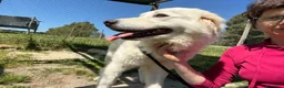 Meticcio cani in regalo: LUCIA DA SEMPRE IN CANILE CERCA LA SUA FAMIGLIA - Annuncio 3