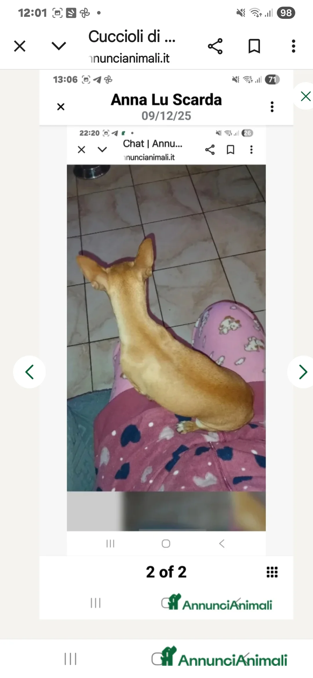 Chihuahua cani in vendita: Cuccioli di chihuahua - Annuncio 12