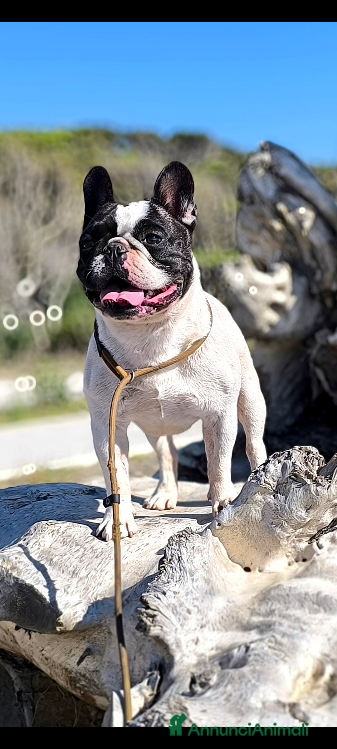 Bulldog Francese cani per accoppiamento: Bulldog francese x monta enci a Provincia di Salerno - Annuncio 3