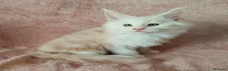 Maine Coon gatti in vendita: OLIVER  - Annuncio 3