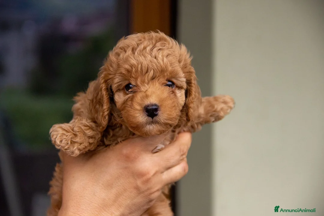Barboncino cani in vendita: Cucciole di Barboncino Nano - Annuncio 2